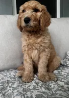 Otis, a male Goldendoodle for sale in Grayling, MI – 1 of 5