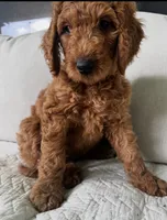 Eve, a female Goldendoodle for sale in Grayling, MI – 2 of 7