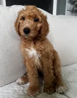 Sally, a female Goldendoodle for sale in Grayling, MI – 1 of 8