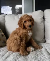 Sally, a female Goldendoodle for sale in Grayling, MI – 3 of 8