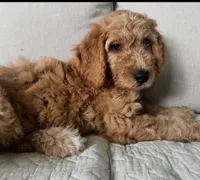 Ella, a female Goldendoodle for sale in Grayling, MI – 4 of 6