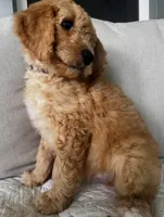 Wally, a male Goldendoodle for sale in Grayling, MI – 5 of 6