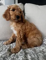 Duke, a male Goldendoodle for sale in Grayling, MI – 8 of 9