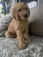 Otis, a male Goldendoodle for sale in Grayling, MI – 5 of 5