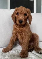 Eve, a female Goldendoodle for sale in Grayling, MI – 4 of 7