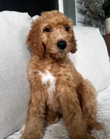 Sally, a female Goldendoodle for sale in Grayling, MI – 6 of 8