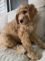 Ella, a female Goldendoodle for sale in Grayling, MI – 3 of 6