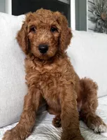 Eve, a female Goldendoodle for sale in Grayling, MI – 5 of 7