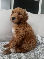 Bowie, a male Goldendoodle for sale in Grayling, MI – 4 of 6