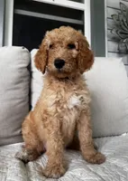 Chevelle, a female Goldendoodle for sale in Grayling, MI – 5 of 6