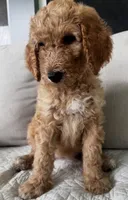 Chevelle, a female Goldendoodle for sale in Grayling, MI – 4 of 6