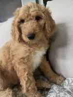Duke, a male Goldendoodle for sale in Grayling, MI – 2 of 9