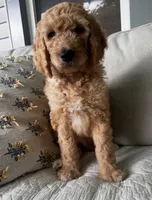 Wally, a male Goldendoodle for sale in Grayling, MI – 6 of 6