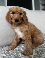 Duke, a male Goldendoodle for sale in Grayling, MI – 6 of 9