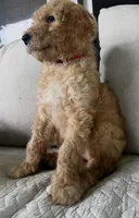 Chevelle, a female Goldendoodle for sale in Grayling, MI – 3 of 6