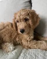 Ella, a female Goldendoodle for sale in Grayling, MI – 6 of 6