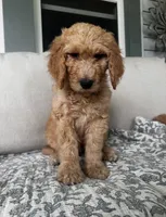 Otis, a male Goldendoodle for sale in Grayling, MI – 2 of 5