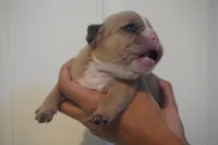 Biscuit, a male French Bulldog for sale in Plainfield, NJ – 3 of 4