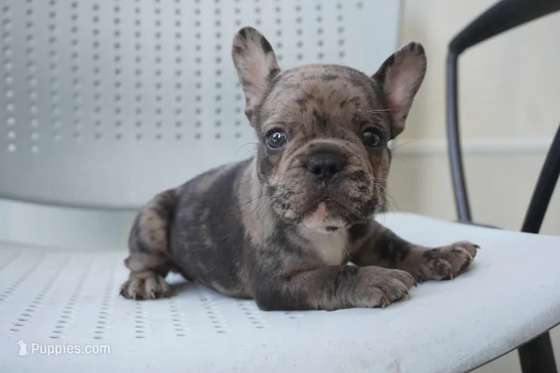 Mochi – French Bulldog puppy for sale in Plainfield, NJ