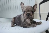 Mochi, a female French Bulldog for sale in Plainfield, NJ – 1 of 3