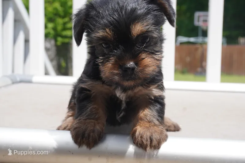 GIRL #1 – Yorkshire Terrier puppy for sale in Plainfield, NJ