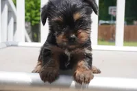 GIRL #1, a female Yorkshire Terrier for sale in Plainfield, NJ – 1 of 4