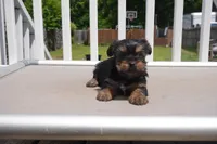 GIRL #1, a female Yorkshire Terrier for sale in Plainfield, NJ – 2 of 4