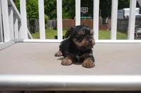 GIRL #1, a female Yorkshire Terrier for sale in Plainfield, NJ – 3 of 4