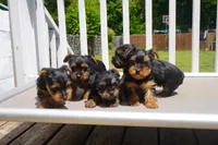 GIRL #1, a female Yorkshire Terrier for sale in Plainfield, NJ – 4 of 4