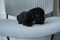 Nugget, a female French Bulldog for sale in Plainfield, NJ – 4 of 6