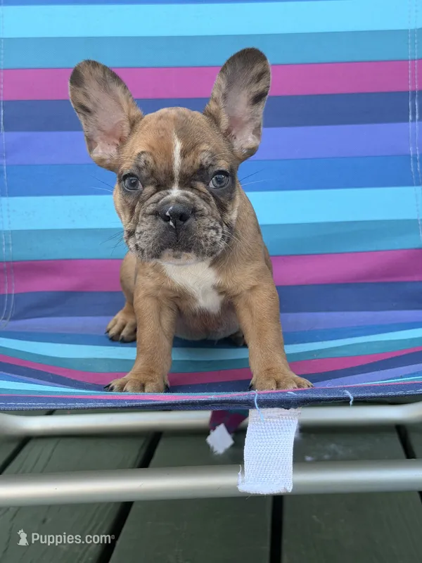 Peanut – French Bulldog puppy for sale in Plainfield, NJ