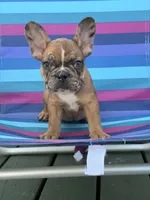 Peanut, a female French Bulldog for sale in Plainfield, NJ – 1 of 9