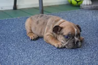 Peanut, a female French Bulldog for sale in Plainfield, NJ – 5 of 7