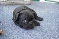 Nugget, a female French Bulldog for sale in Plainfield, NJ – 3 of 6