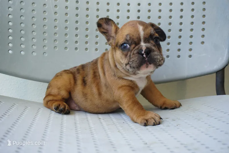 Peanut – French Bulldog puppy for sale in Plainfield, NJ