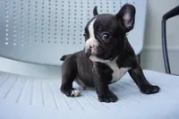 Nibbles, a male French Bulldog for sale in Plainfield, NJ – 2 of 6