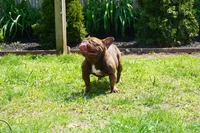 AKC Brownie, a female French Bulldog for sale in Plainfield, NJ – 3 of 8