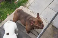 AKC Brownie, a female French Bulldog for sale in Plainfield, NJ – 5 of 8