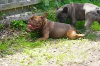 AKC Brownie, a female French Bulldog for sale in Plainfield, NJ – 2 of 8
