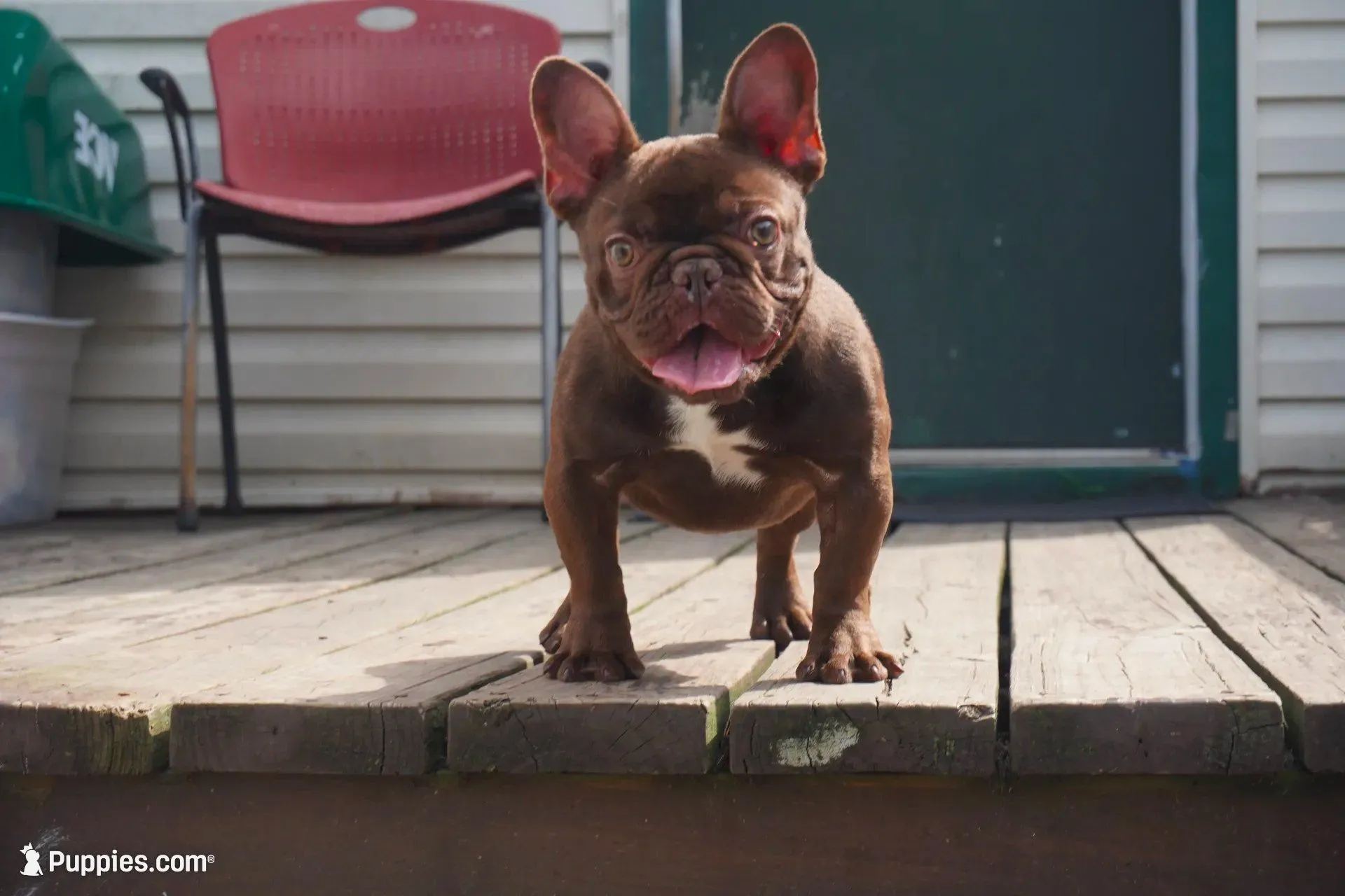 AKC Brownie, a female French Bulldog for sale in Plainfield, NJ – 7 of 8
