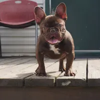 AKC Brownie, a female French Bulldog for sale in Plainfield, NJ – Photo 3 of 6