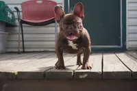 AKC Brownie, a female French Bulldog for sale in Plainfield, NJ – Photo 3 of 6