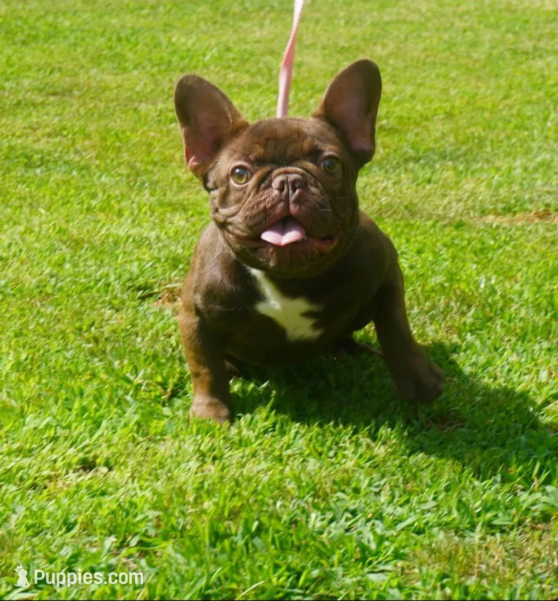 AKC Brownie, a female French Bulldog for sale in Plainfield, NJ – 6 of 8