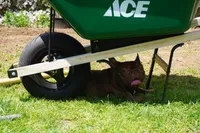 AKC Brownie, a female French Bulldog for sale in Plainfield, NJ – 4 of 8