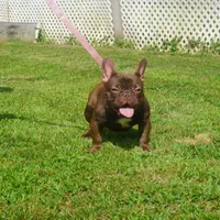 AKC Brownie, a female French Bulldog for sale in Plainfield, NJ – Photo 6 of 6