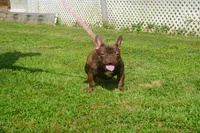 AKC Brownie, a female French Bulldog for sale in Plainfield, NJ – Photo 6 of 6