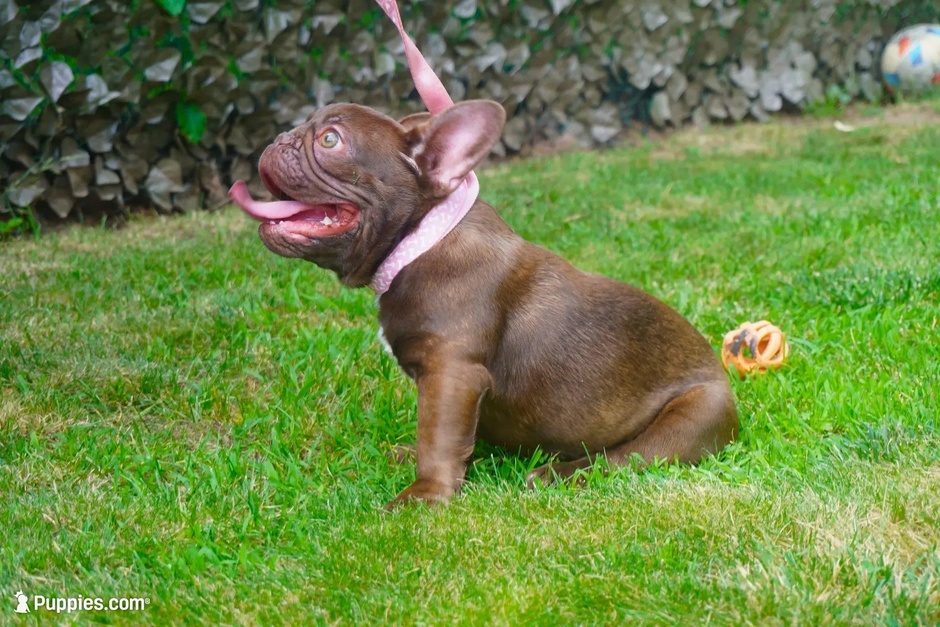 AKC Brownie, a female French Bulldog for sale in Plainfield, NJ – 8 of 8