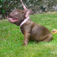 AKC Brownie, a female French Bulldog for sale in Plainfield, NJ – Photo 5 of 6