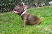 AKC Brownie, a female French Bulldog for sale in Plainfield, NJ – Photo 5 of 6