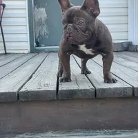 AKC Brownie, a female French Bulldog for sale in Plainfield, NJ – Photo 1 of 6